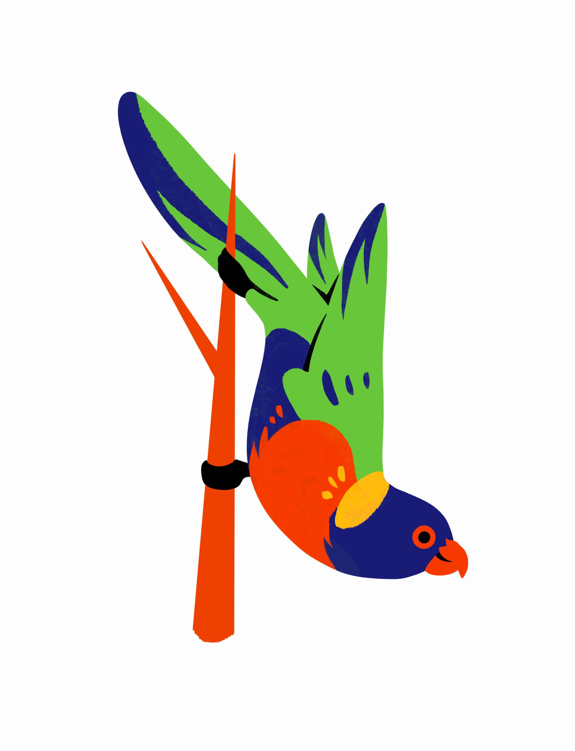 Lorikeet